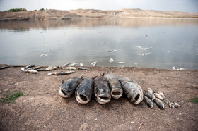 مرگ 2 میلیون ماهی در سد فشافویه